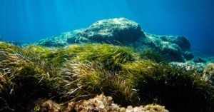 Ocean floor covered in lush green swaying seagrass. Shafts of light shine down from the surface of the water.